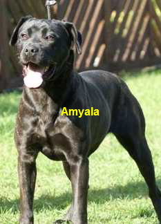 Amayala (1)klein