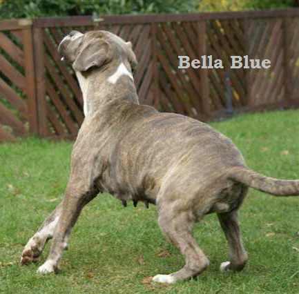 Bella Blue, (2)