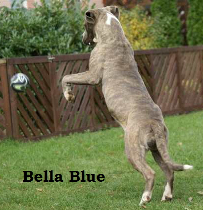 Bella Blue, (3)