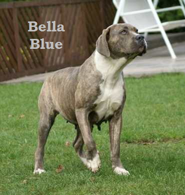 Bella Blue, (4)
