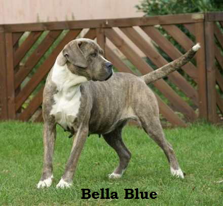 Bella Blue, (5)