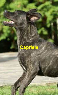 Capriele (6) klein