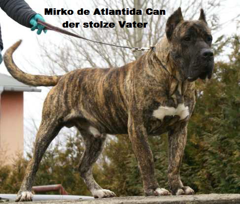 Mirko de Atlantida Can